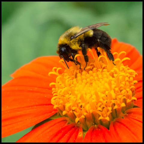 Common Eastern Bumble Bee