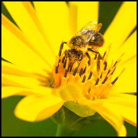 Common Eastern Bumble Bee