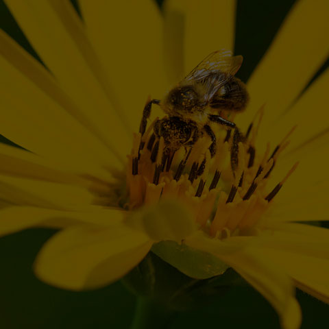 Common Eastern Bumble Bee