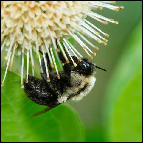 Common Eastern Bumble Bee