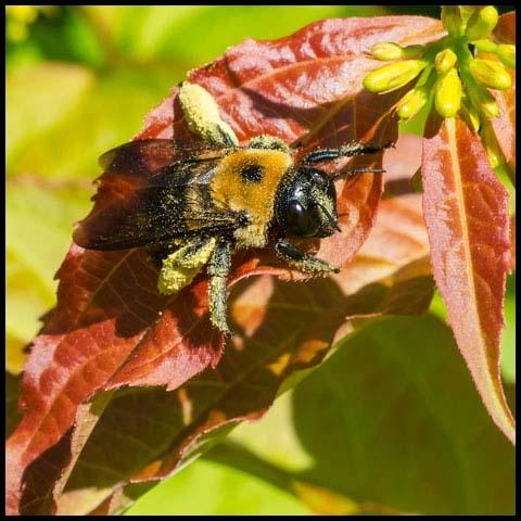 Eastern Carpenter Bee