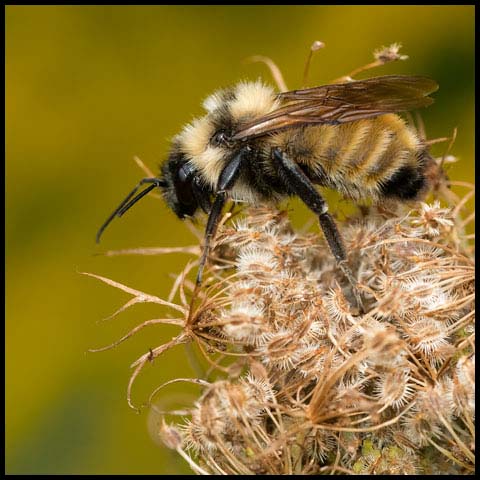 Golden Northern Bumble Bee