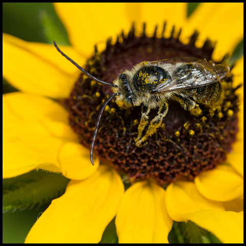 Long-horned Bee