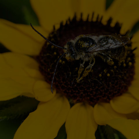 Long-horned Bee