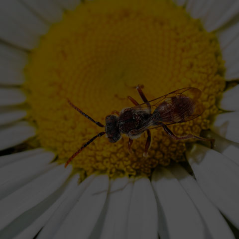 Nomad Bee