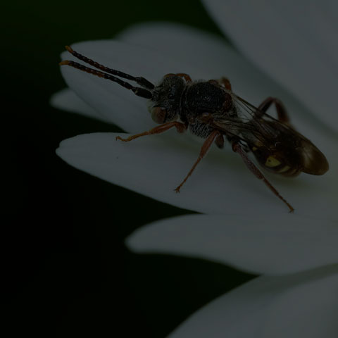 Nomad Bee