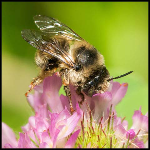 Orange-tipped Wood-digger Bee