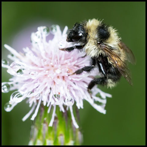 Pollinating Bees