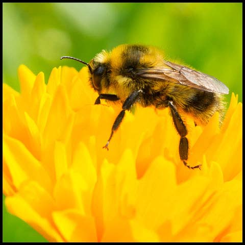 Red-belted Bumble Bee