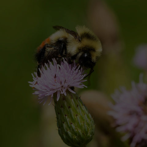 Red-belted Bumble Bee