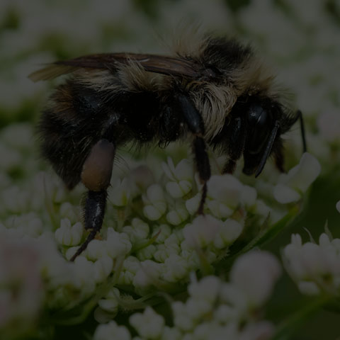 Red-belted Bumble Bee