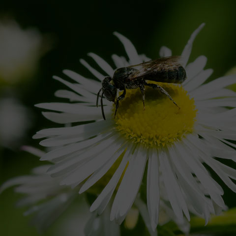 Small Carpenter Bee