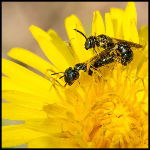 Small Carpenter Bee