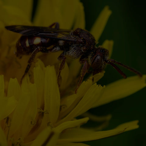 Spotted Nomad Bee