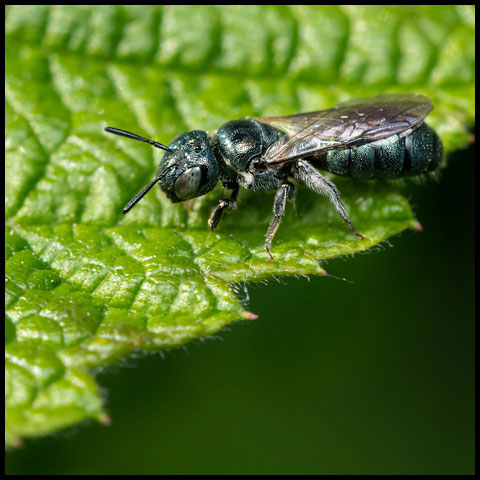 Spurred Ceratina