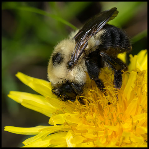 Two-spotted Bumble Bee