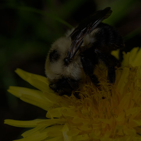 Two-spotted Bumble Bee