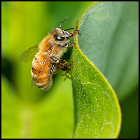 Western Honey Bee