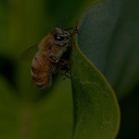 Western Honey Bee