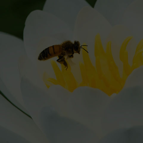 Western Honey Bee