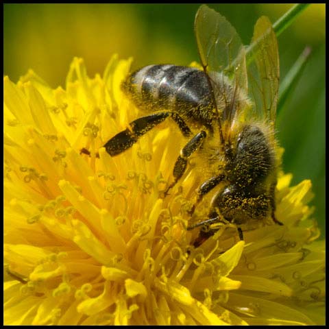 Western Honey Bee