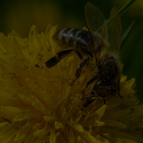 Western Honey Bee