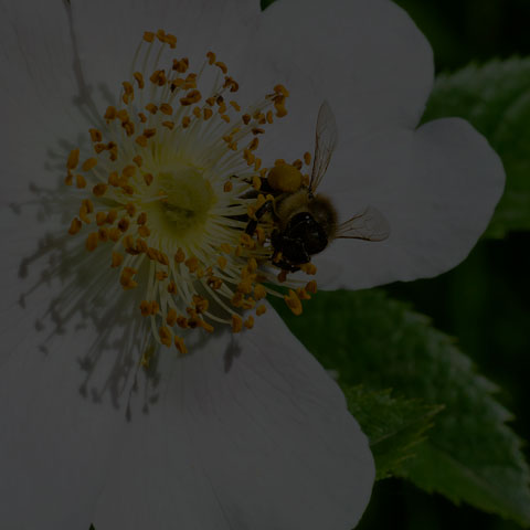 Western Honey Bee