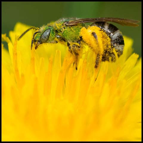 Bicolored Striped Sweat Bee