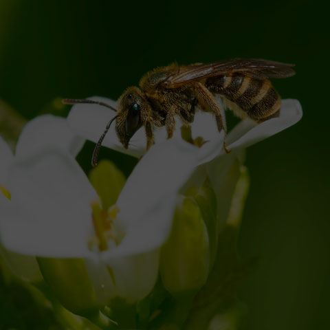 Confusing Furrow Bee