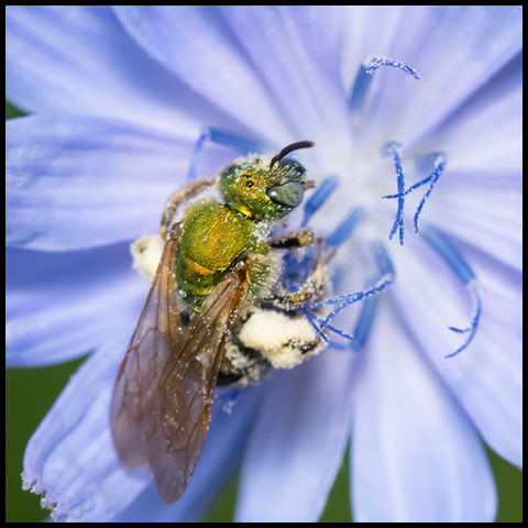 Golden Sweat Bee