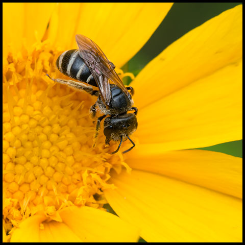 Ligated Furrow Bee