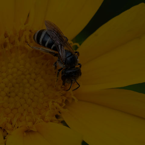 Ligated Furrow Bee