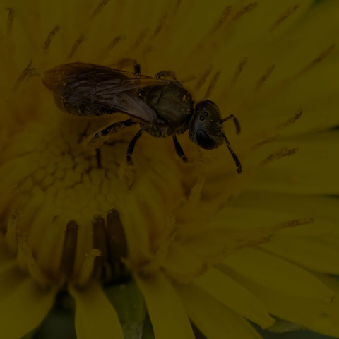 Metallic Sweat Bee