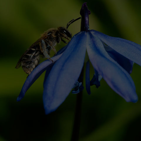 Metallic Sweat Bee