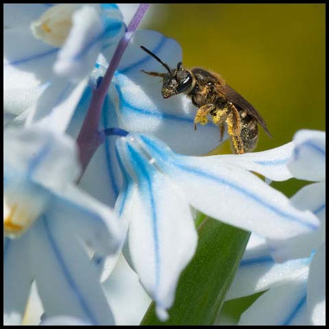 Metallic Sweat Bee