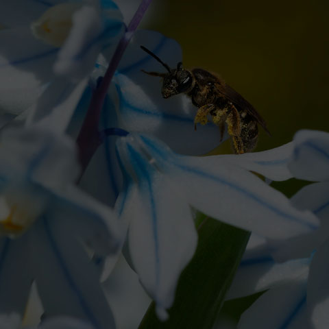Metallic Sweat Bee