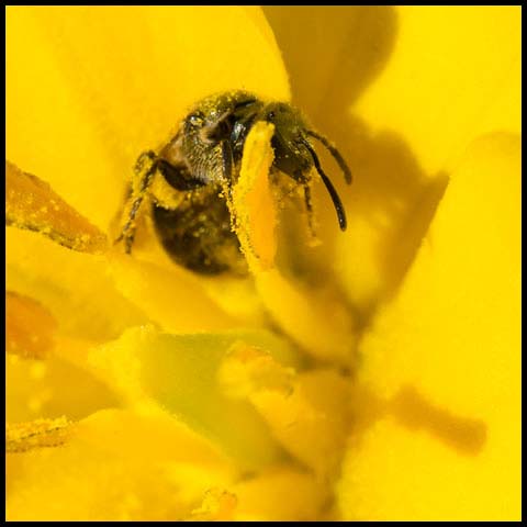Metallic Sweat Bee
