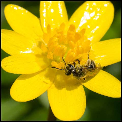 Metallic Sweat Bee