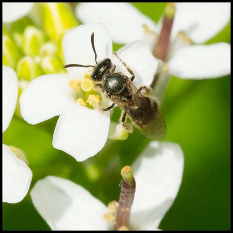 Metallic Sweat Bee