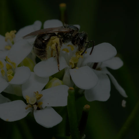 Metallic Sweat Bee