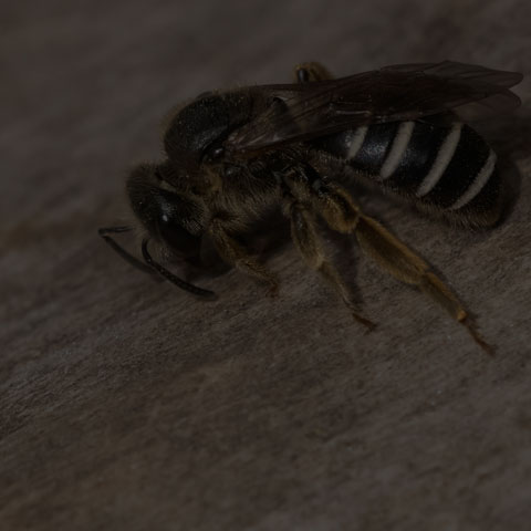 Metallic Sweat Bee
