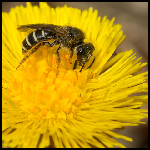 Metallic Sweat Bee
