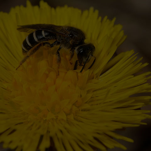 Metallic Sweat Bee