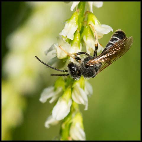 Metallic Sweat Bee
