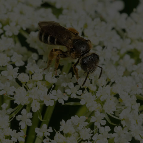 Metallic Sweat Bee