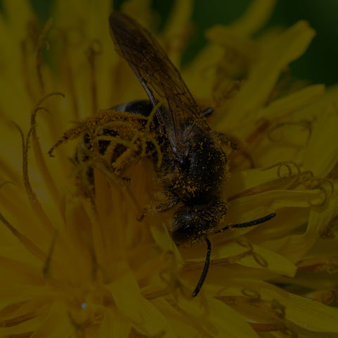 Orange-legged Furrow Bee