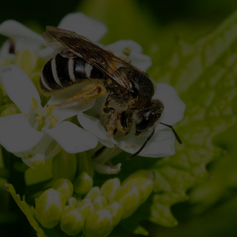 Metallic Sweat Bee