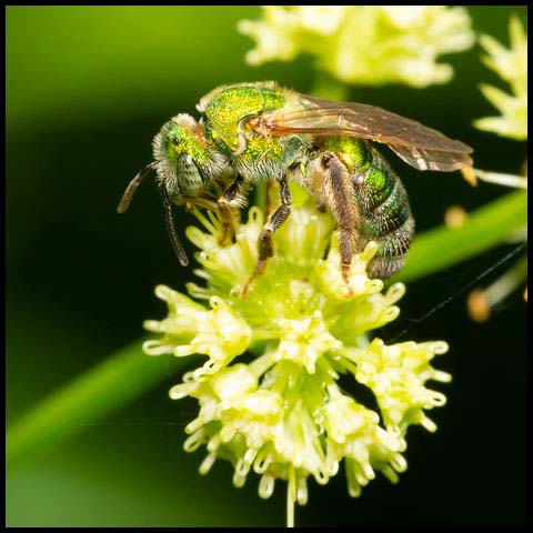 Silky Striped Sweat Bee