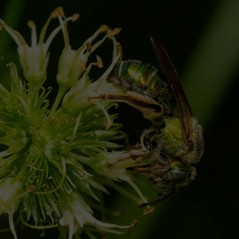 Silky Striped Sweat Bee