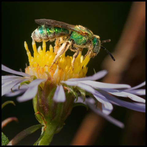 Silky Striped Sweat Bee